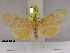  (Asota comorana - ZWIER DNA 1094)  @11 [ ] Copyright (2010) Jaap Zwier Research Collection of Jaap Zwier