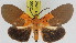  (Asota borbonica - ZWIER DNA 0927)  @15 [ ] CreativeCommons - Attribution Non-Commercial Share-Alike (2012) J. H. H. Zwier Unspecified