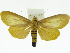  (Agape chloropyga - ZWIER DNA 0006)  @15 [ ] Copyright (2010) Unspecified Research Collection of Jaap Zwier