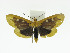  (Asota javana - ZWIER DNA 0018)  @15 [ ] Copyright (2010) Unspecified Research Collection of Jaap Zwier