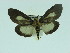  ( - ZWIER DNA 0034)  @12 [ ] Copyright (2010) Unspecified Research Collection of Jaap Zwier