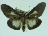  ( - ZWIER DNA 0035)  @13 [ ] Copyright (2010) Unspecified Research Collection of Jaap Zwier