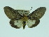  ( - ZWIER DNA 0046)  @12 [ ] Copyright (2010) Unspecified Research Collection of Jaap Zwier