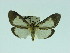  (Asota albiformis - ZWIER DNA 0055)  @14 [ ] Copyright (2010) Unspecified Research Collection of Jaap Zwier