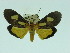  (Asota australis - ZWIER DNA 0070)  @14 [ ] Copyright (2010) Unspecified Research Collection of Jaap Zwier