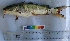  ( - ARE 1)  @11 [ ] Copyright (2015) Dr.G.D. Khedkar PAUL HEBERT CENTRE FOR DNA BARCODING AND BIODIVERSITY STUDIES