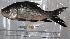  ( - DAN 20)  @13 [ ] Copyright (2015) Dr.G.D. Khedkar PAUL HEBERT CENTRE FOR DNA BARCODING AND BIODIVERSITY STUDIES
