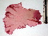  (Kallymenia reniformis - GWS001786)  @11 [ ] CreativeCommons - Attribution Non-Commercial Share-Alike (2010) Unspecified University of New Brunswick