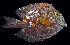  ( - AH9BK97)  @11 [ ] CreativeCommons  Attribution Non-Commercial (by-nc) (2017) Unspecified Smithsonian Institution National Museum of Natural History