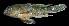  ( - AH9BL16)  @11 [ ] CreativeCommons  Attribution Non-Commercial (by-nc) (2017) Unspecified Smithsonian Institution National Museum of Natural History
