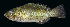  ( - AH9BM03)  @11 [ ] CreativeCommons  Attribution Non-Commercial (by-nc) (2017) Unspecified Smithsonian Institution National Museum of Natural History