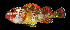  ( - AH9BM52)  @11 [ ] CreativeCommons  Attribution Non-Commercial (by-nc) (2017) Unspecified Smithsonian Institution National Museum of Natural History
