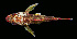  (Sebastapistes coniorta - AH9BM52)  @11 [ ] CreativeCommons  Attribution Non-Commercial (by-nc) (2017) Unspecified Smithsonian Institution National Museum of Natural History
