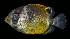  ( - AH9BM56)  @11 [ ] CreativeCommons  Attribution Non-Commercial (by-nc) (2017) Unspecified Smithsonian Institution National Museum of Natural History
