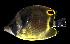  ( - AH9BM42)  @11 [ ] CreativeCommons  Attribution Non-Commercial (by-nc) (2017) Unspecified Smithsonian Institution National Museum of Natural History
