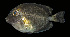  ( - AH9BM61)  @11 [ ] CreativeCommons  Attribution Non-Commercial (by-nc) (2017) Unspecified Smithsonian Institution National Museum of Natural History