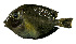  ( - AH9BM61)  @11 [ ] CreativeCommons  Attribution Non-Commercial (by-nc) (2017) Unspecified Smithsonian Institution National Museum of Natural History