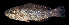  ( - AH9BN11)  @11 [ ] CreativeCommons  Attribution Non-Commercial (by-nc) (2017) Unspecified Smithsonian Institution National Museum of Natural History