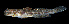  (Psilogobius - AH9BN29)  @11 [ ] CreativeCommons  Attribution Non-Commercial (by-nc) (2017) Unspecified Smithsonian Institution National Museum of Natural History