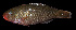  ( - AH9BN77)  @11 [ ] CreativeCommons  Attribution Non-Commercial (by-nc) (2017) Unspecified Smithsonian Institution National Museum of Natural History