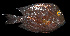  ( - AH9BO10)  @11 [ ] CreativeCommons  Attribution Non-Commercial (by-nc) (2017) Unspecified Smithsonian Institution National Museum of Natural History