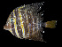  ( - AH9BO13)  @11 [ ] CreativeCommons  Attribution Non-Commercial (by-nc) (2017) Unspecified Smithsonian Institution National Museum of Natural History