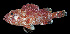  ( - AI2EM79)  @11 [ ] CreativeCommons  Attribution Non-Commercial (by-nc) (2017) Unspecified Smithsonian Institution National Museum of Natural History