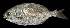  ( - AI2EN15)  @11 [ ] CreativeCommons  Attribution Non-Commercial (by-nc) (2017) Unspecified Smithsonian Institution National Museum of Natural History