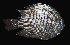  (Dascyllus albisella - AI2EN21)  @11 [ ] CreativeCommons  Attribution Non-Commercial (by-nc) (2017) Unspecified Smithsonian Institution National Museum of Natural History