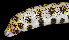  ( - AI2EN61)  @11 [ ] CreativeCommons  Attribution Non-Commercial (by-nc) (2017) Unspecified Smithsonian Institution National Museum of Natural History