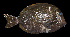  ( - AI2EN67)  @11 [ ] CreativeCommons  Attribution Non-Commercial (by-nc) (2017) Unspecified Smithsonian Institution National Museum of Natural History