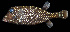  ( - AI2EN79)  @11 [ ] CreativeCommons  Attribution Non-Commercial (by-nc) (2017) Unspecified Smithsonian Institution National Museum of Natural History