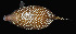  ( - AI2EN79)  @11 [ ] CreativeCommons  Attribution Non-Commercial (by-nc) (2017) Unspecified Smithsonian Institution National Museum of Natural History
