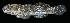  ( - AI2EN82)  @11 [ ] CreativeCommons  Attribution Non-Commercial (by-nc) (2017) Unspecified Smithsonian Institution National Museum of Natural History