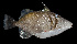  ( - AI2EO12)  @11 [ ] CreativeCommons  Attribution Non-Commercial (by-nc) (2017) Unspecified Smithsonian Institution National Museum of Natural History