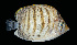  ( - AI2EO45)  @11 [ ] CreativeCommons  Attribution Non-Commercial (by-nc) (2017) Unspecified Smithsonian Institution National Museum of Natural History