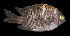 ( - AI2EO49)  @11 [ ] CreativeCommons  Attribution Non-Commercial (by-nc) (2017) Unspecified Smithsonian Institution National Museum of Natural History