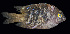  (Stegastes marginatus - AI2EO59)  @11 [ ] CreativeCommons  Attribution Non-Commercial (by-nc) (2017) Unspecified Smithsonian Institution National Museum of Natural History
