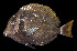  ( - AI2EO74)  @11 [ ] CreativeCommons  Attribution Non-Commercial (by-nc) (2017) Unspecified Smithsonian Institution National Museum of Natural History