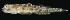  ( - AI2EO93)  @11 [ ] CreativeCommons  Attribution Non-Commercial (by-nc) (2017) Unspecified Smithsonian Institution National Museum of Natural History