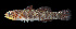  ( - KB18-003)  @11 [ ] CreativeCommons  Attribution Non-Commercial (by-nc) (2018) Unspecified Smithsonian Institution National Museum of Natural History