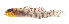  ( - KB18-004)  @11 [ ] CreativeCommons  Attribution Non-Commercial (by-nc) (2018) Unspecified Smithsonian Institution National Museum of Natural History