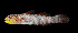  ( - KB18-004)  @11 [ ] CreativeCommons  Attribution Non-Commercial (by-nc) (2018) Unspecified Smithsonian Institution National Museum of Natural History