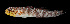  ( - KB18-007)  @11 [ ] CreativeCommons  Attribution Non-Commercial (by-nc) (2018) Unspecified Smithsonian Institution National Museum of Natural History