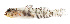  ( - KB18-008)  @11 [ ] CreativeCommons  Attribution Non-Commercial (by-nc) (2018) Unspecified Smithsonian Institution National Museum of Natural History
