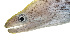  ( - KB18-032)  @11 [ ] CreativeCommons  Attribution Non-Commercial (by-nc) (2018) Unspecified Smithsonian Institution National Museum of Natural History