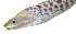 ( - KB18-032)  @11 [ ] CreativeCommons  Attribution Non-Commercial (by-nc) (2018) Unspecified Smithsonian Institution National Museum of Natural History