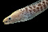  ( - KB18-032)  @11 [ ] CreativeCommons  Attribution Non-Commercial (by-nc) (2018) Unspecified Smithsonian Institution National Museum of Natural History