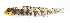  ( - KB18-033)  @11 [ ] CreativeCommons  Attribution Non-Commercial (by-nc) (2018) Unspecified Smithsonian Institution National Museum of Natural History