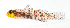  ( - KB18-039)  @11 [ ] CreativeCommons  Attribution Non-Commercial (by-nc) (2018) Unspecified Smithsonian Institution National Museum of Natural History